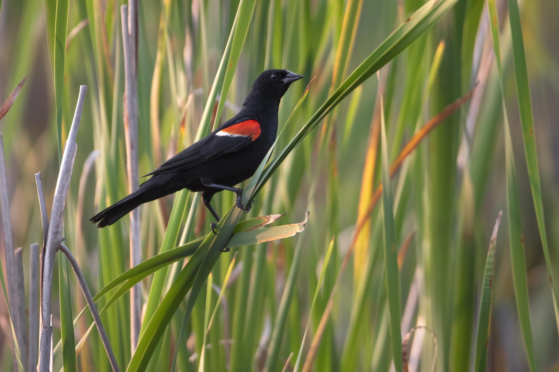 carouge-a-epaulettes-red-winged-blackbird