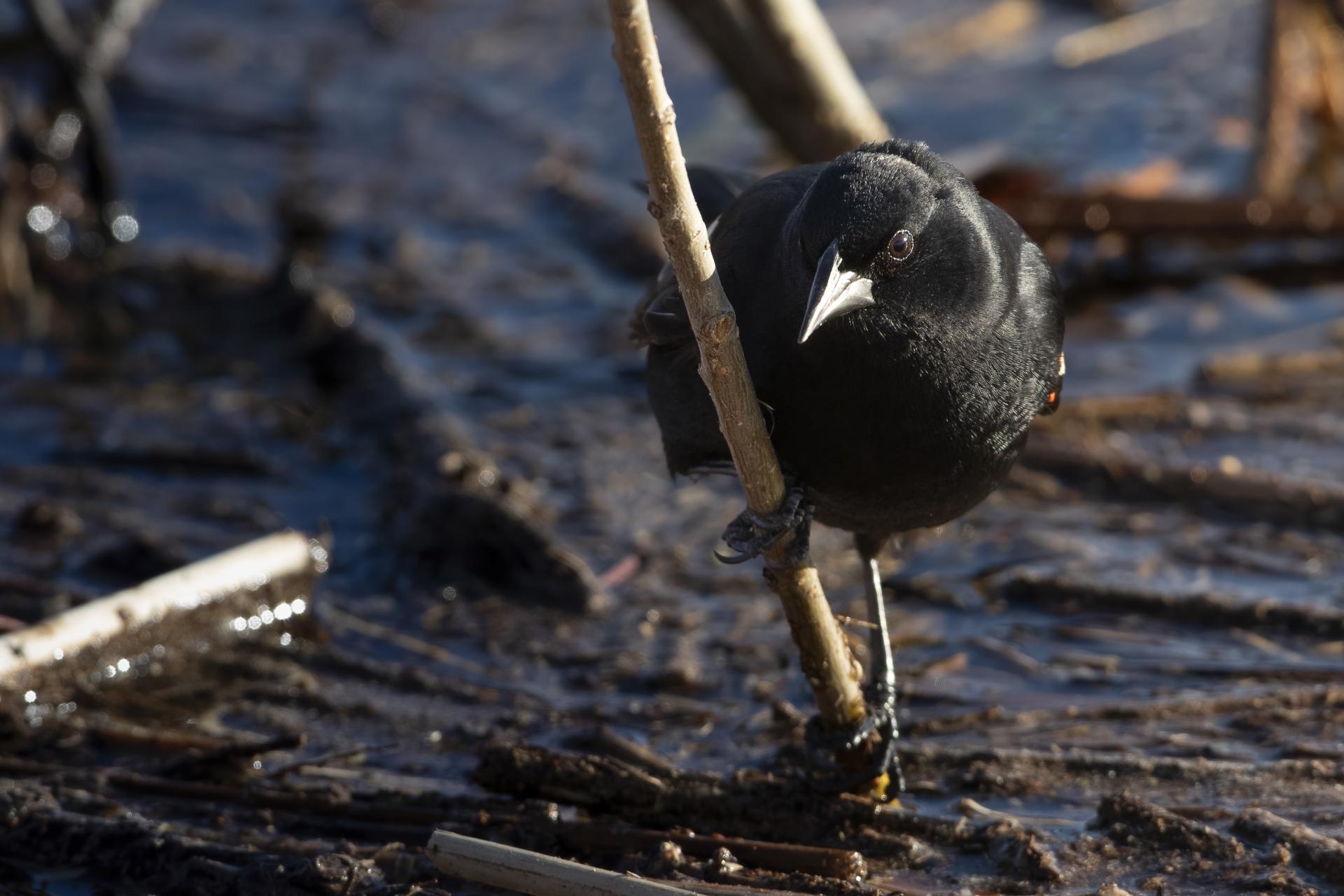 carouge-a-epaulettes-red-winged-blackbird