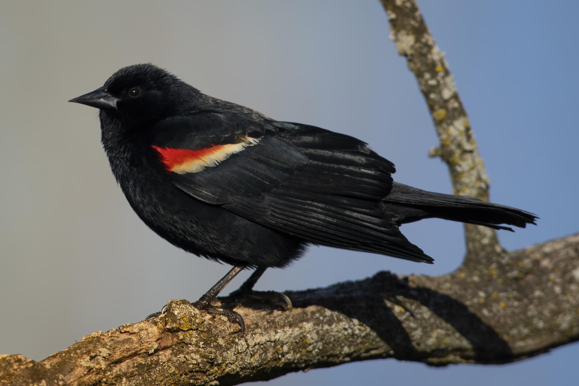 carouge-a-epaulettes-red-winged-blackbird