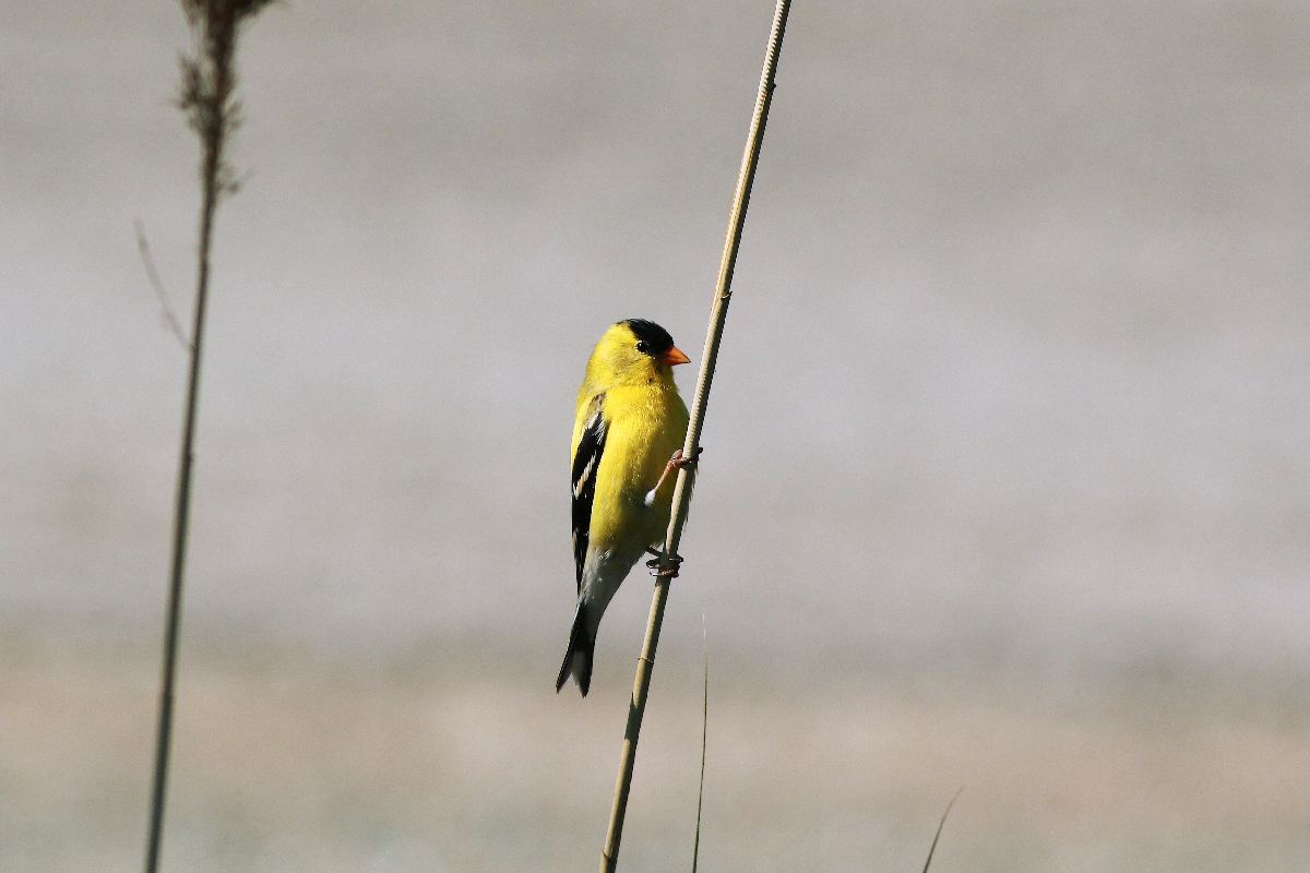 chardonneret-jaune-American-goldfinch