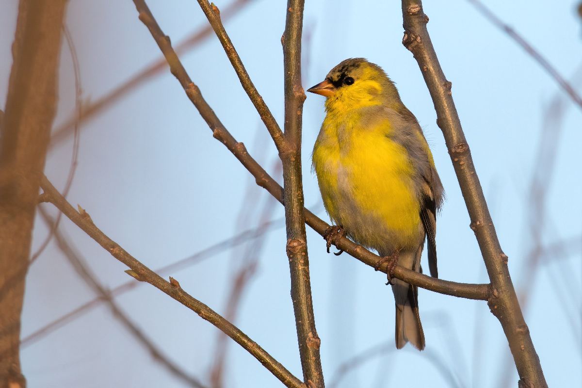 chardonneret-jaune-American-goldfinch
