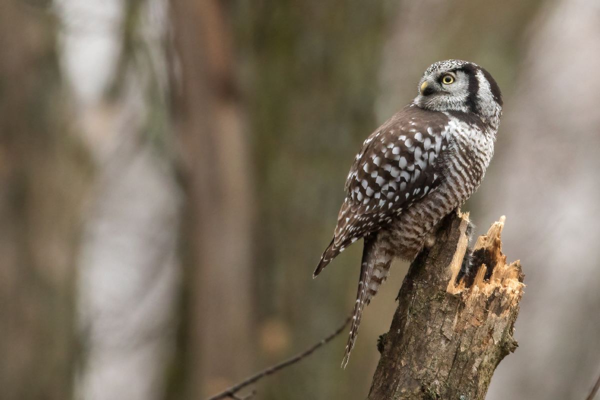 chouette-eperviere-northern-hawk-owl