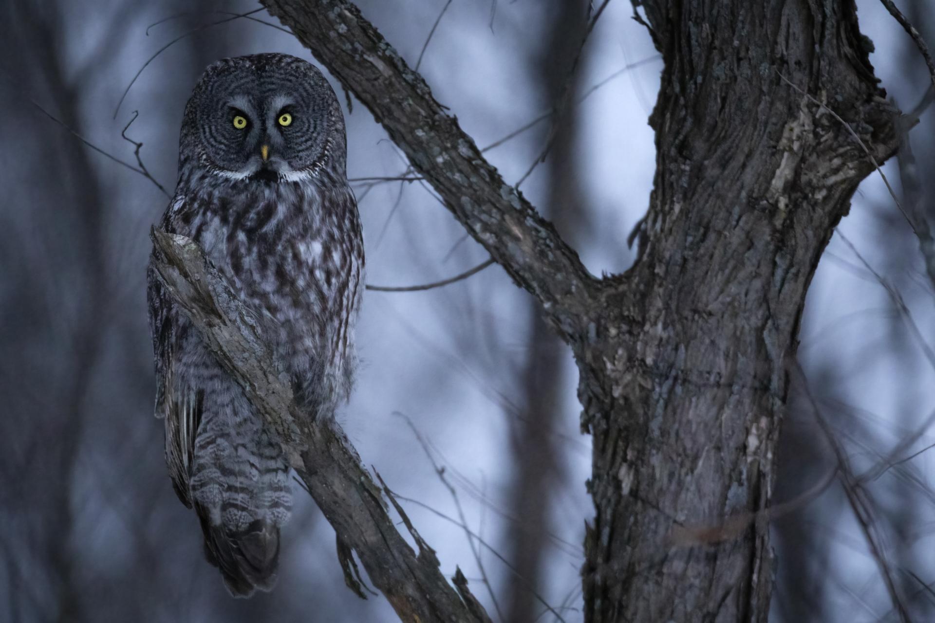 chouette-lapone-great-gray-owl