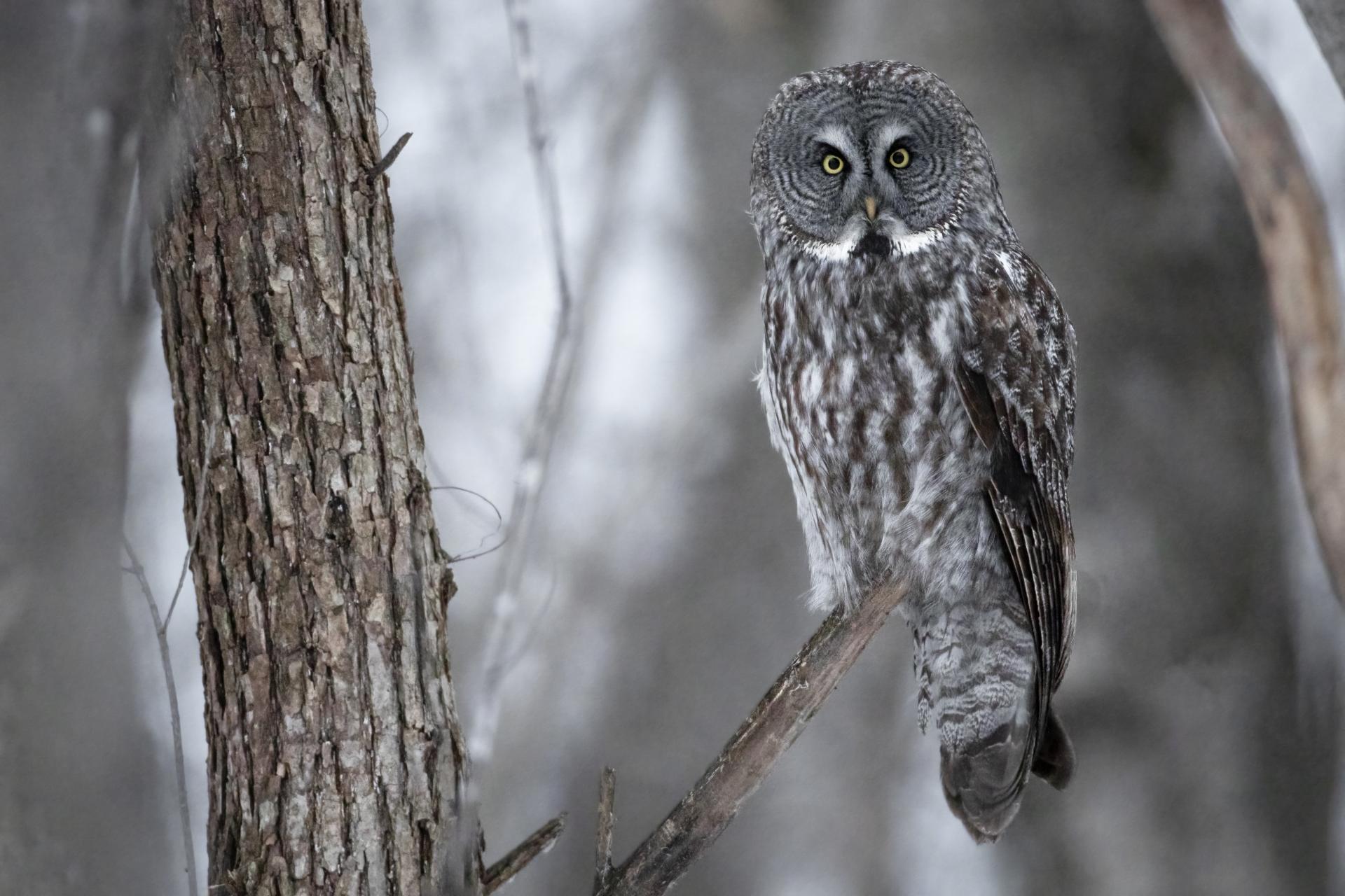 chouette-lapone-great-gray-owl