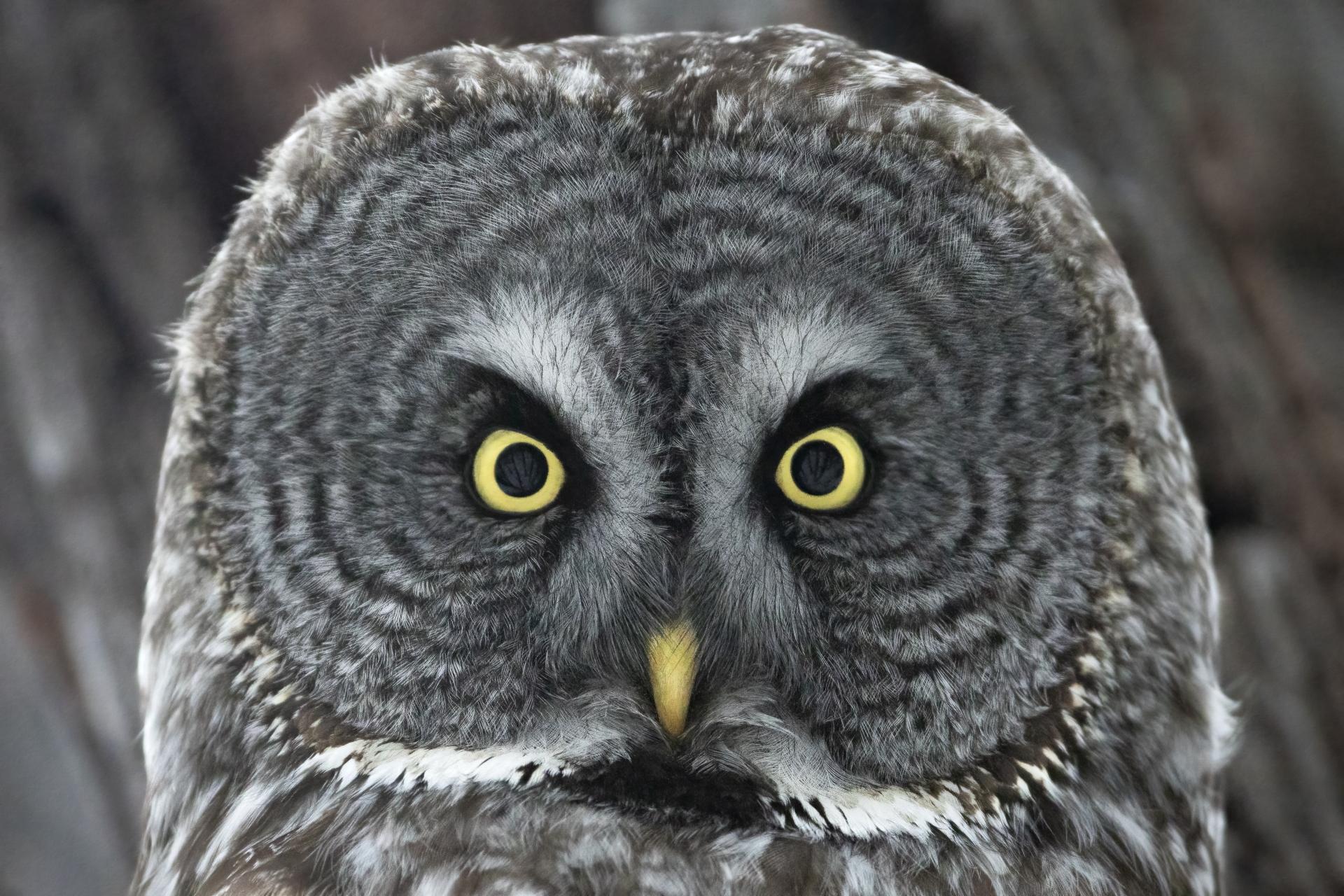 chouette-lapone-great-gray-owl