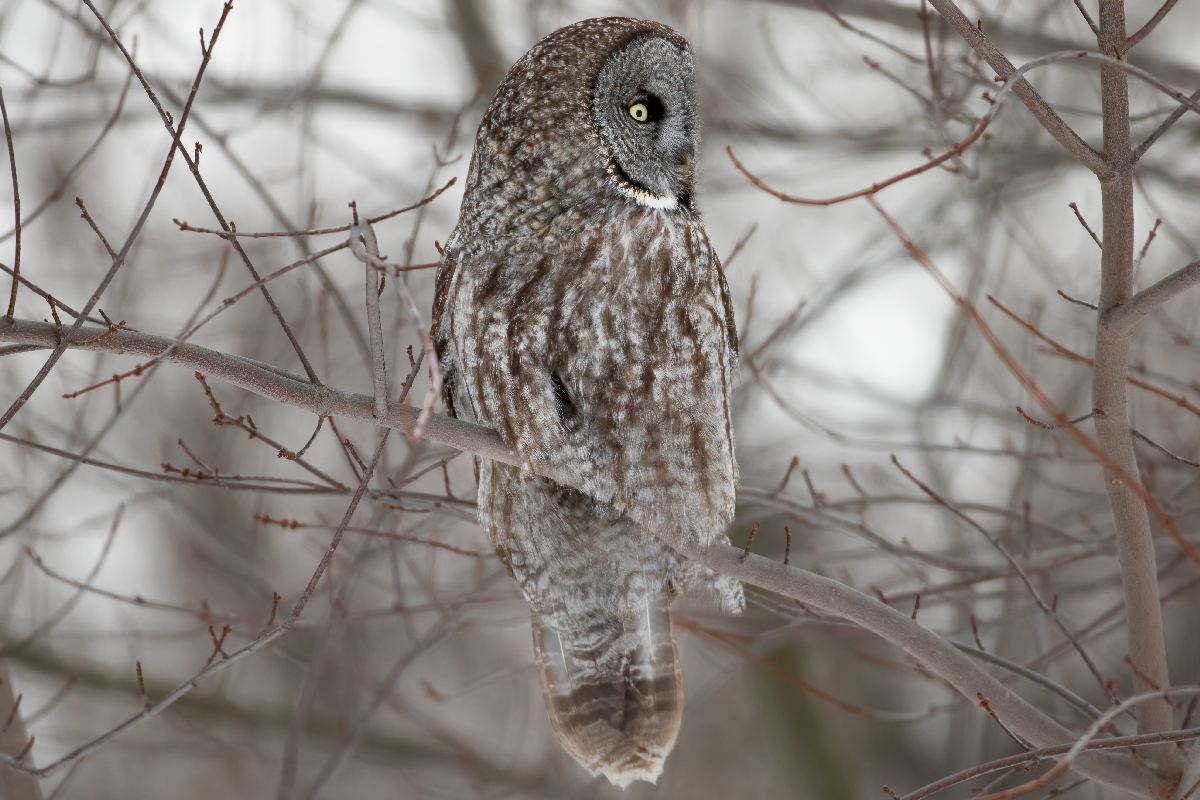 chouette-lapone-great-gray-owl