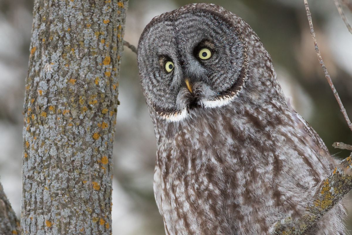 chouette-lapone-great-gray-owl