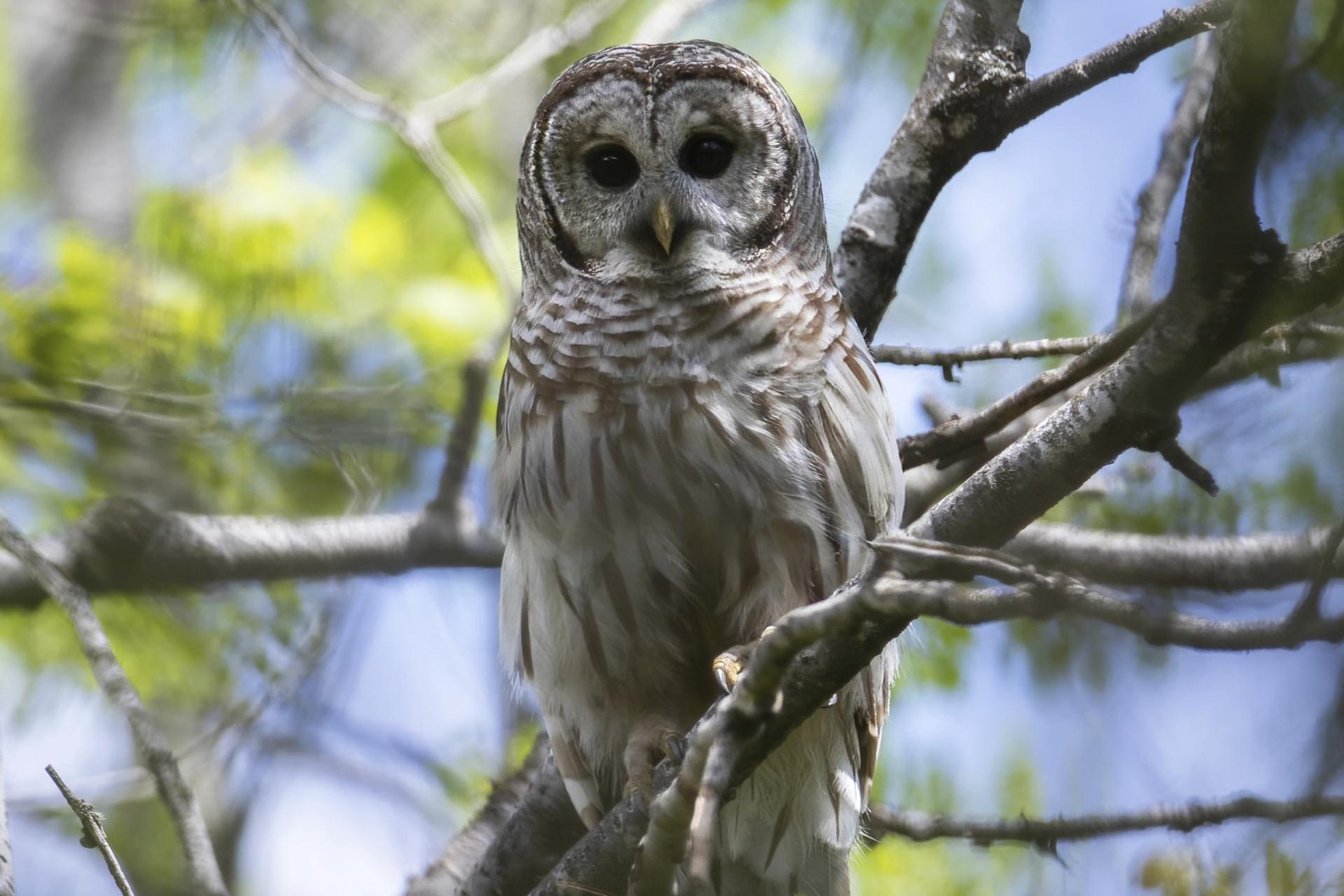 chouette-rayee-barred-owl