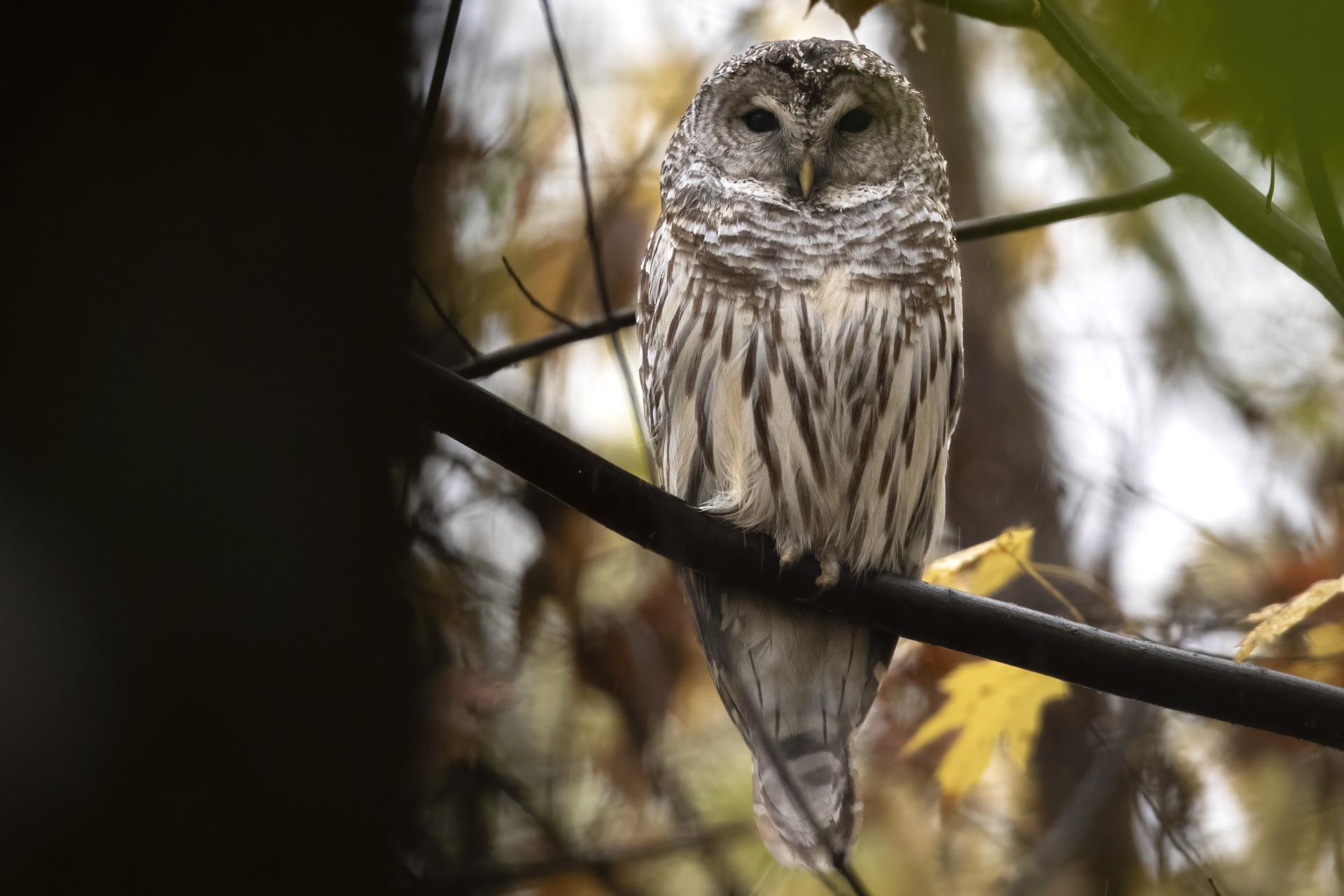 chouette-rayee-barred-owl