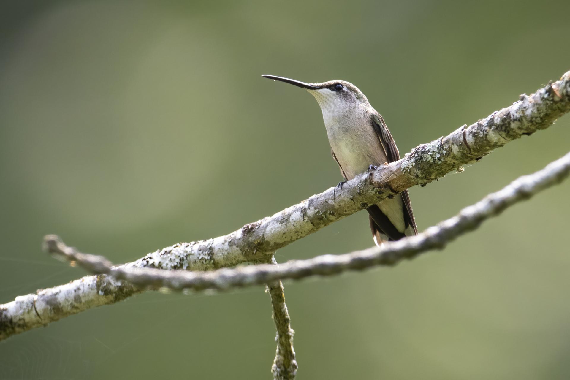 colibri-a-gorge-rubis-ruby-throated-hummingbird