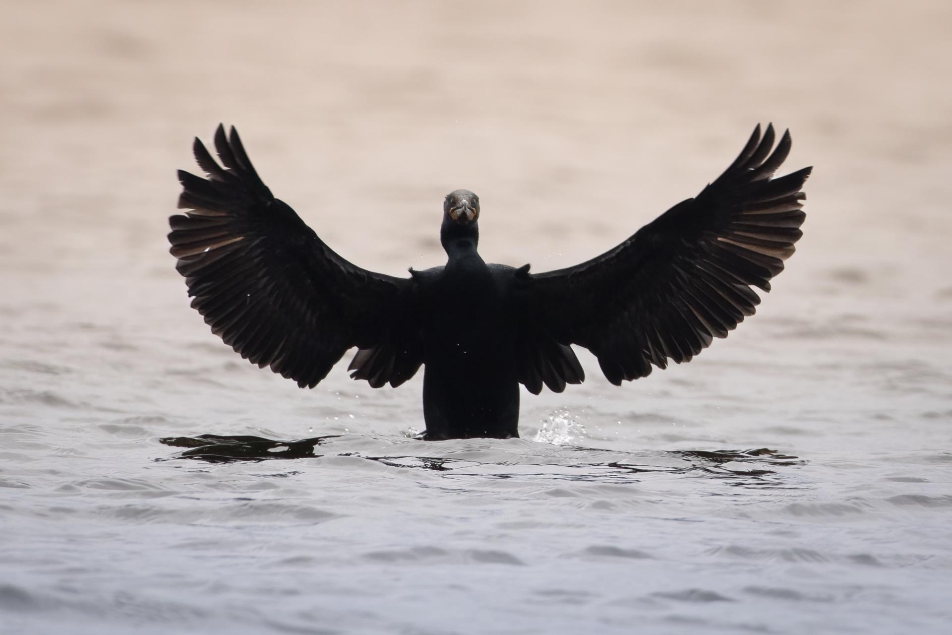 cormoran-a-aigrettes-double-crested-cormorant
