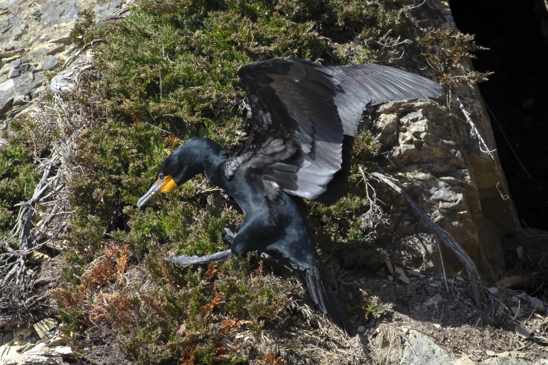 cormoran-a-aigrettes-double-crested-cormorant