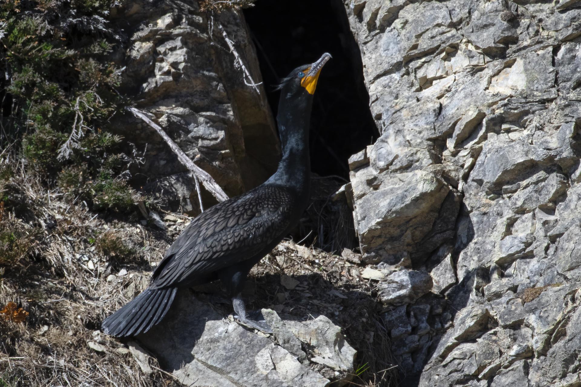 cormoran-a-aigrettes-double-crested-cormorant