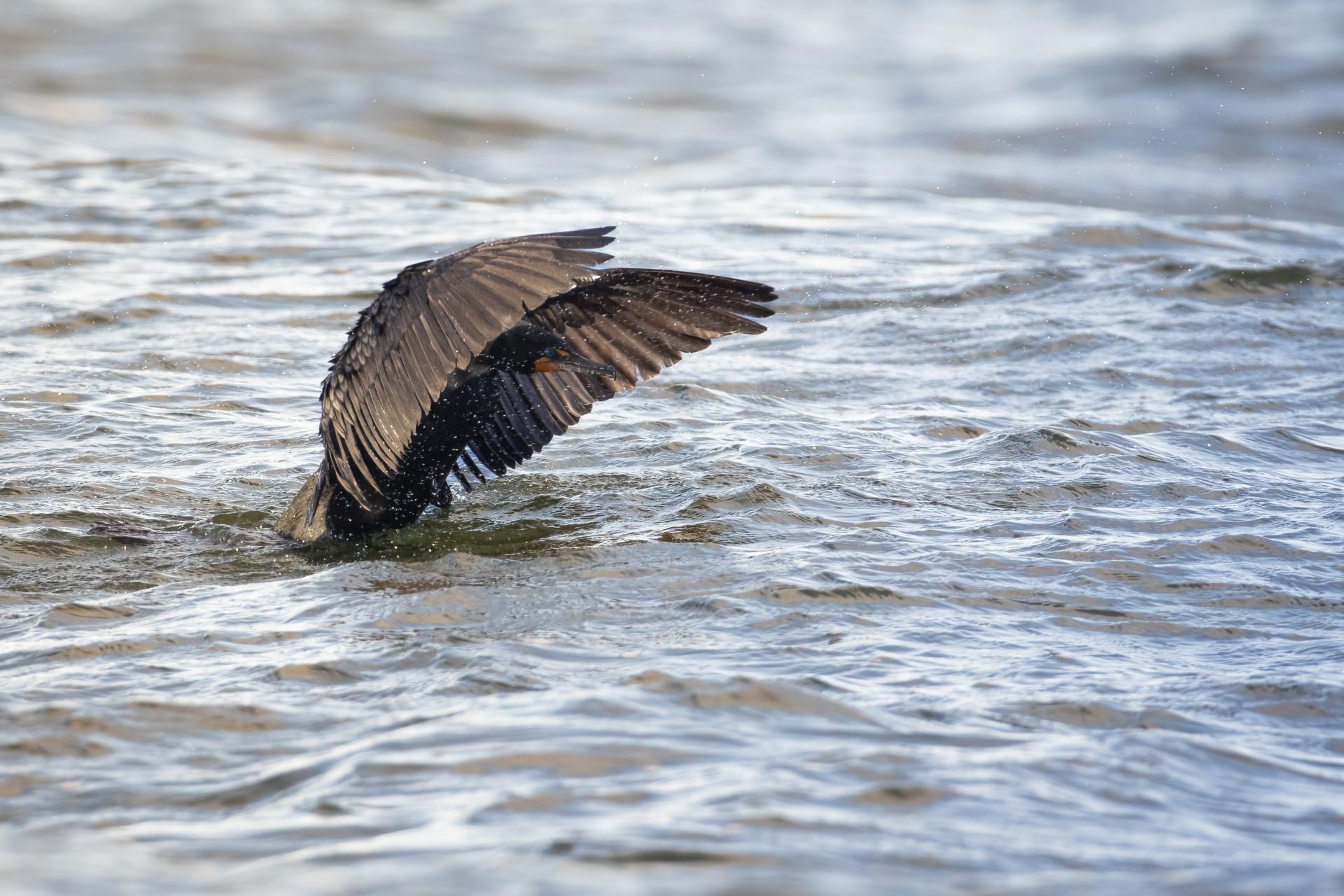 cormoran-a-aigrettes-double-crested-cormorant