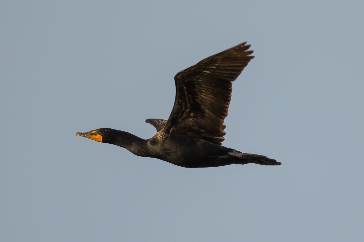 cormoran-a-aigrettes-double-crested-cormorant