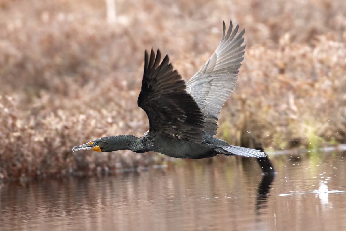 cormoran-a-aigrettes-double-crested-cormorant