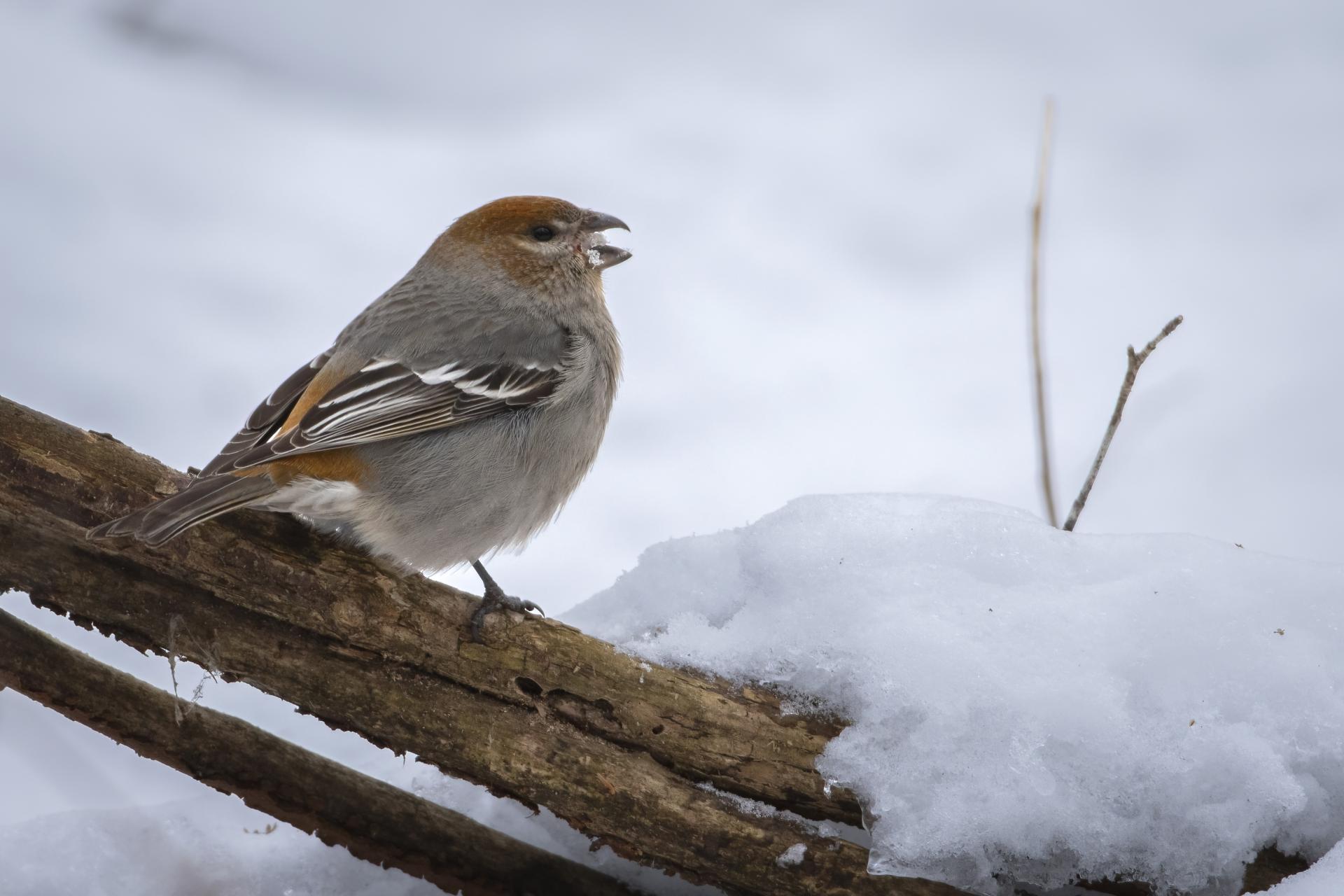 durbec-des-sapins-pine-grosbeak
