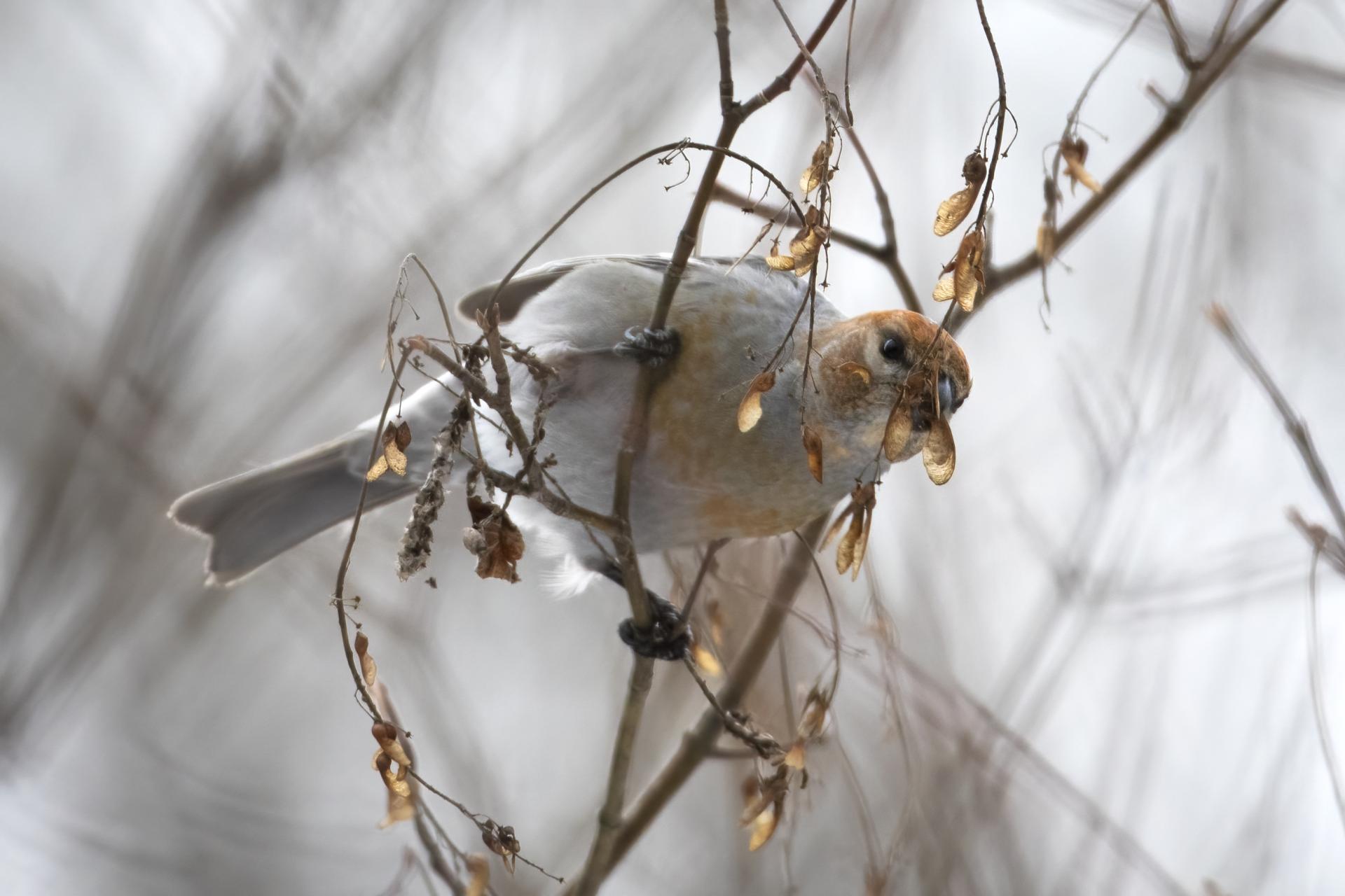 durbec-des-sapins-pine-grosbeak