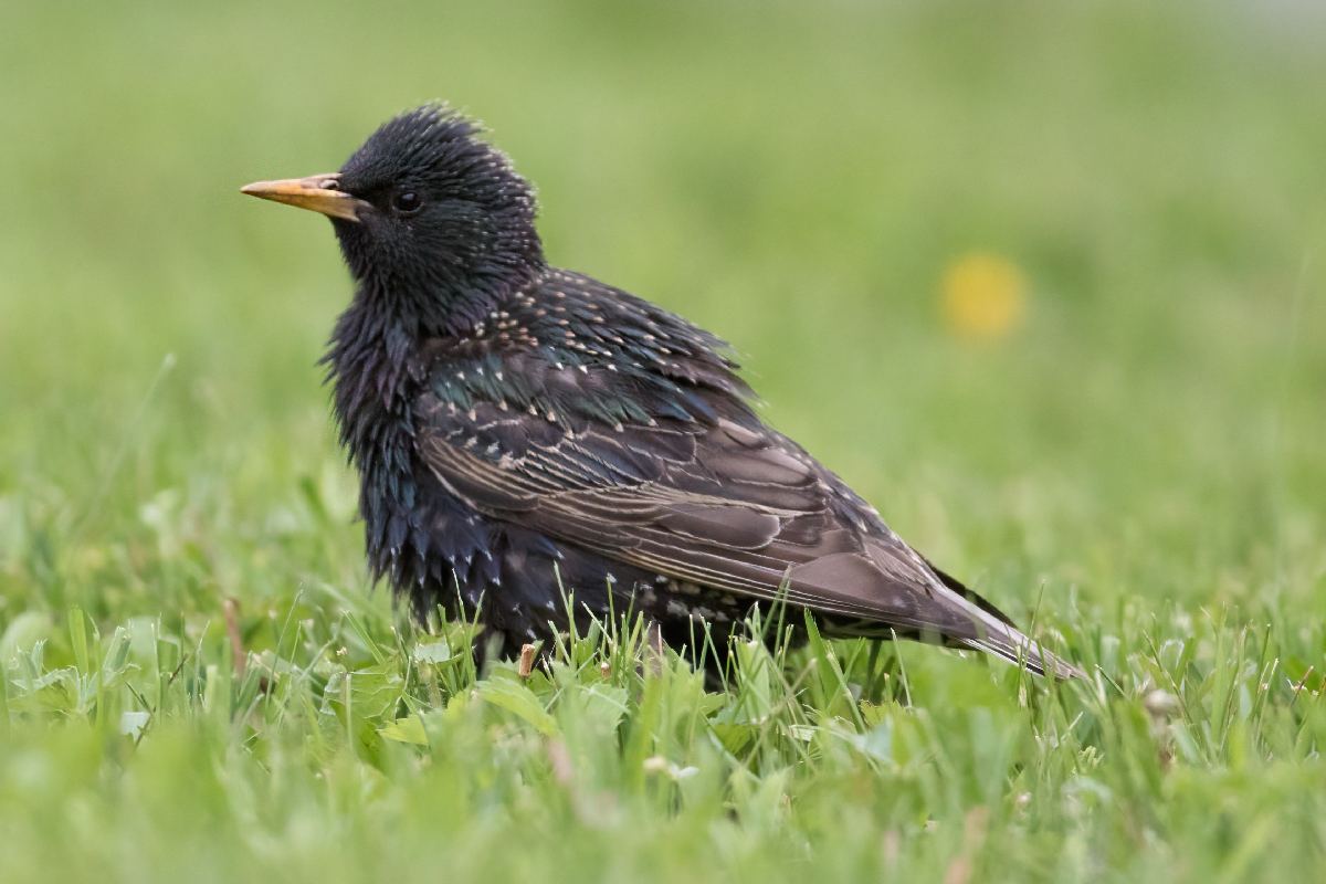 etourneau-sansonnet-European-starling