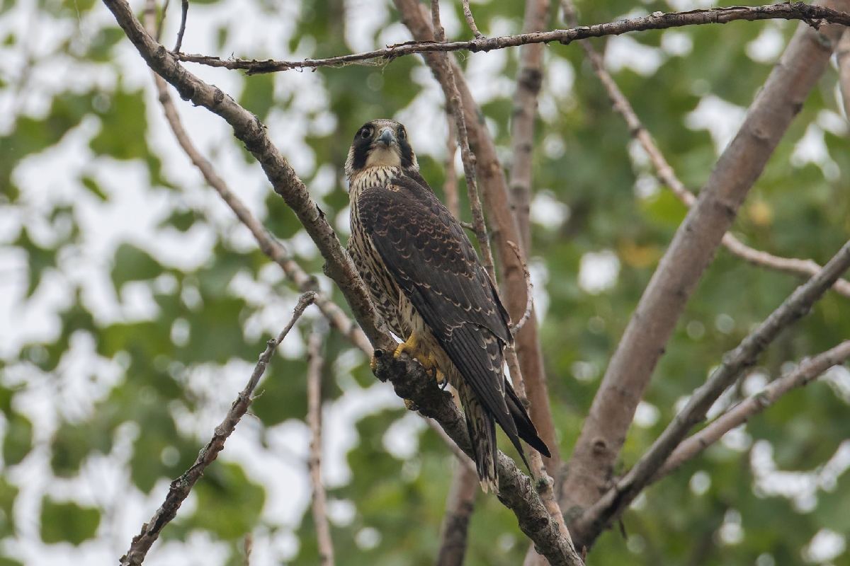 faucon-pelerin-American-peregrine-falcon