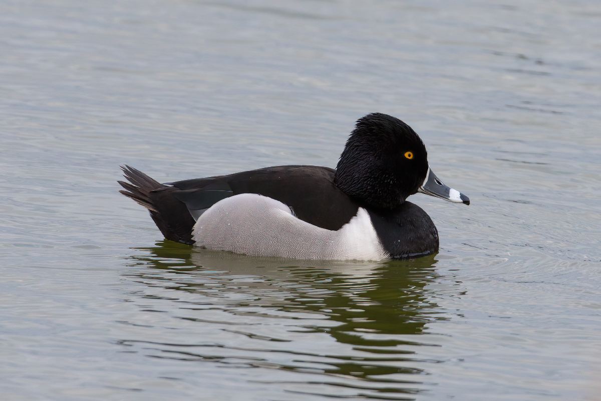 fuligule-a-collier-ring-necked-duck