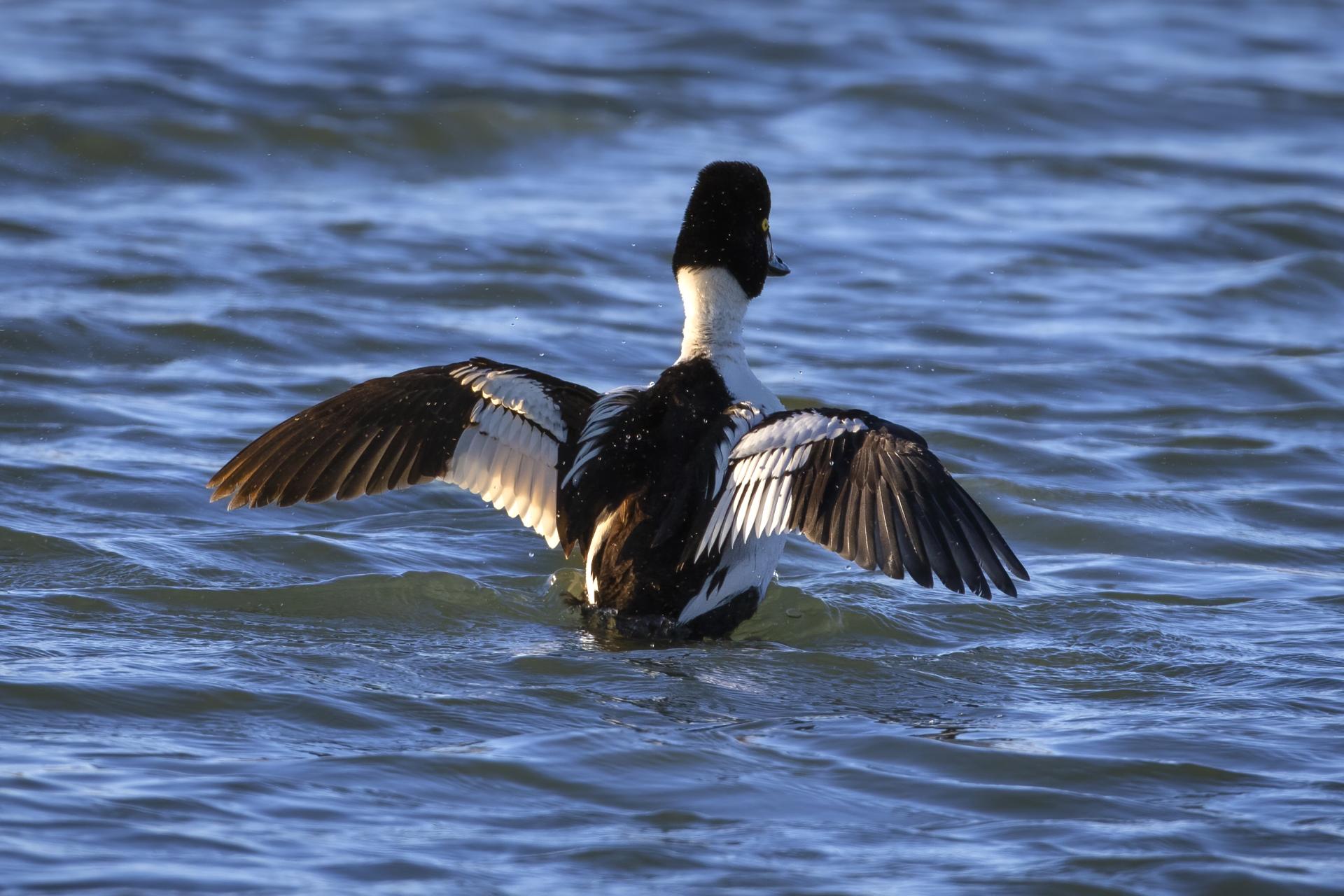 garrot-a-oeil-d-or-common-goldeneye