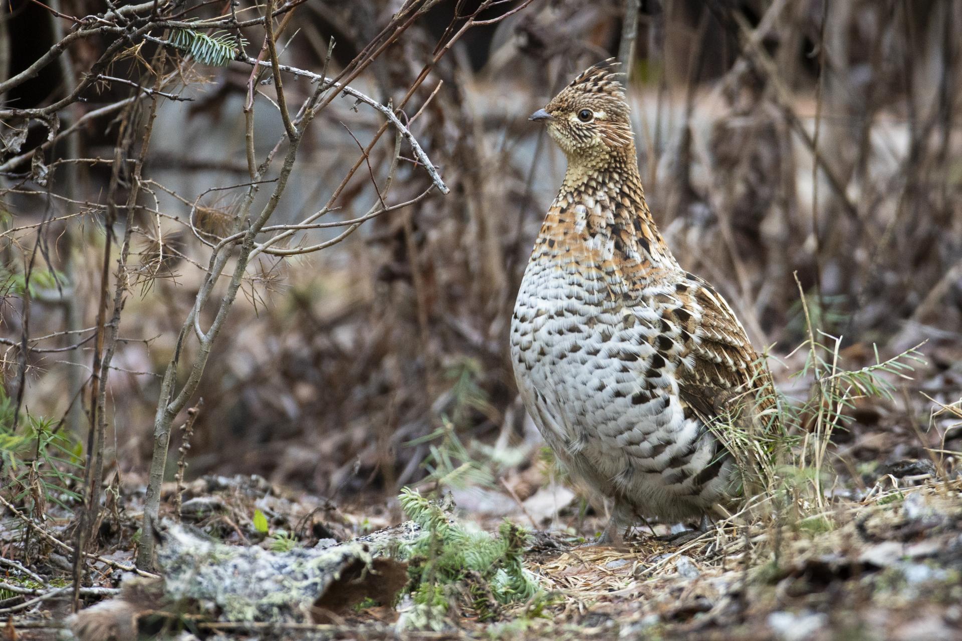 gelinotte-huppee-ruffed-grouse