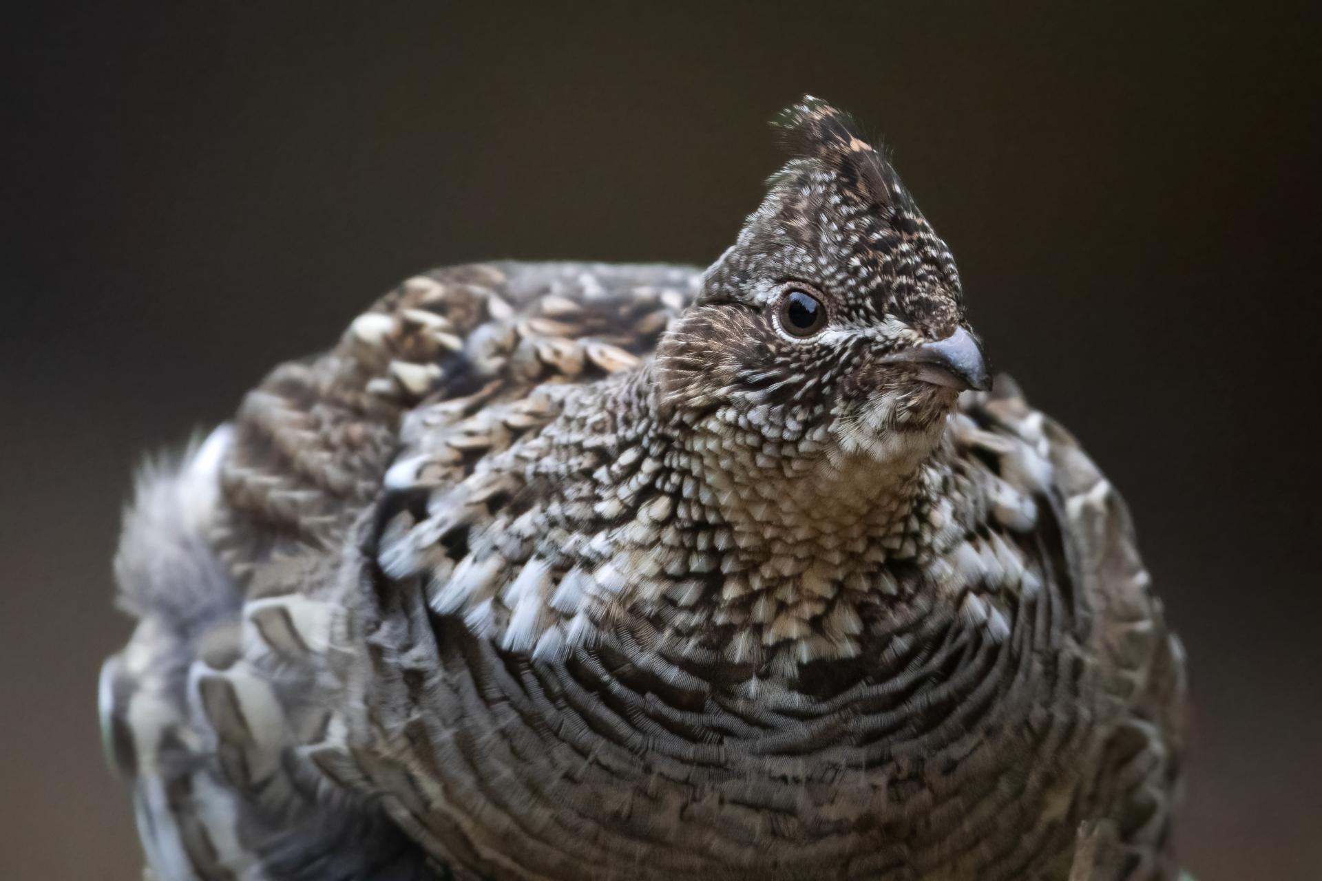 gelinotte-huppee-ruffed-grouse