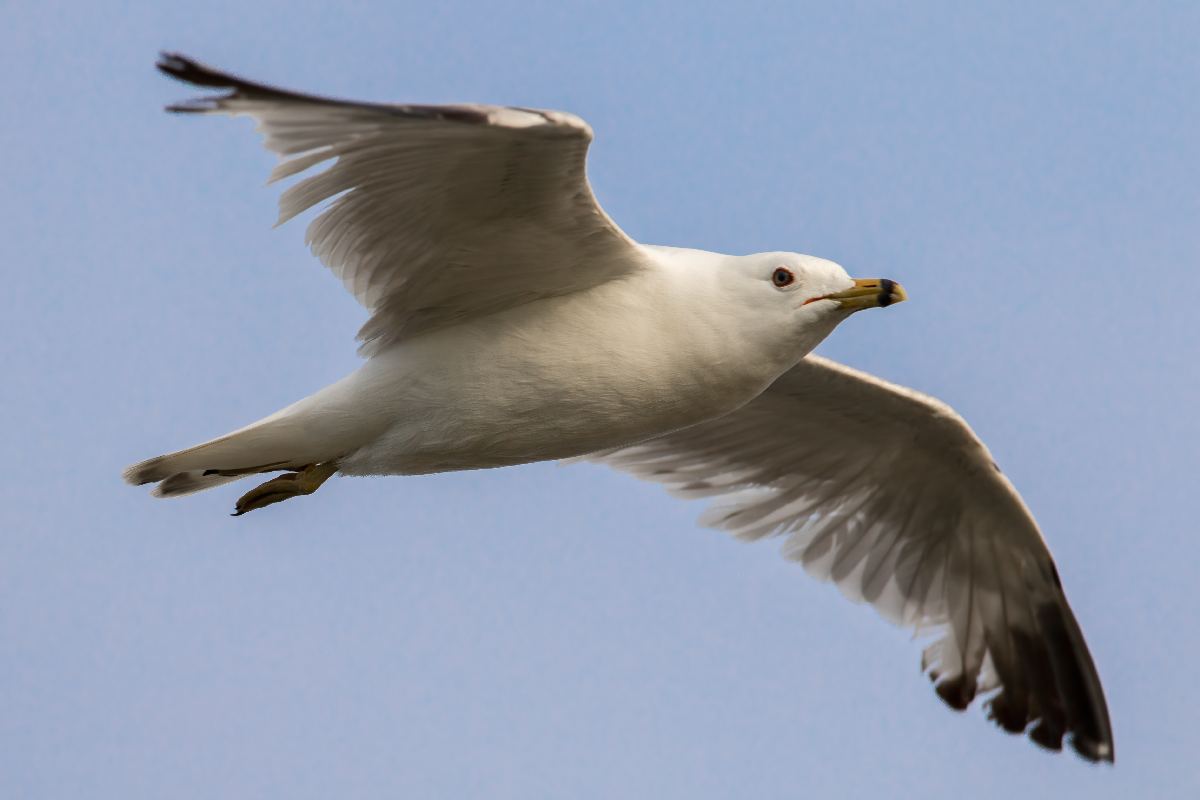 goeland-a-bec-cercle-ring-billed-gull