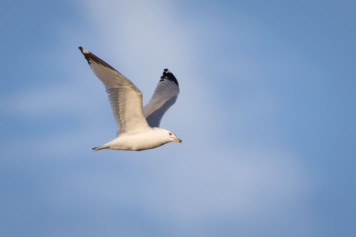 goeland-a-bec-cercle-ring-billed-gull