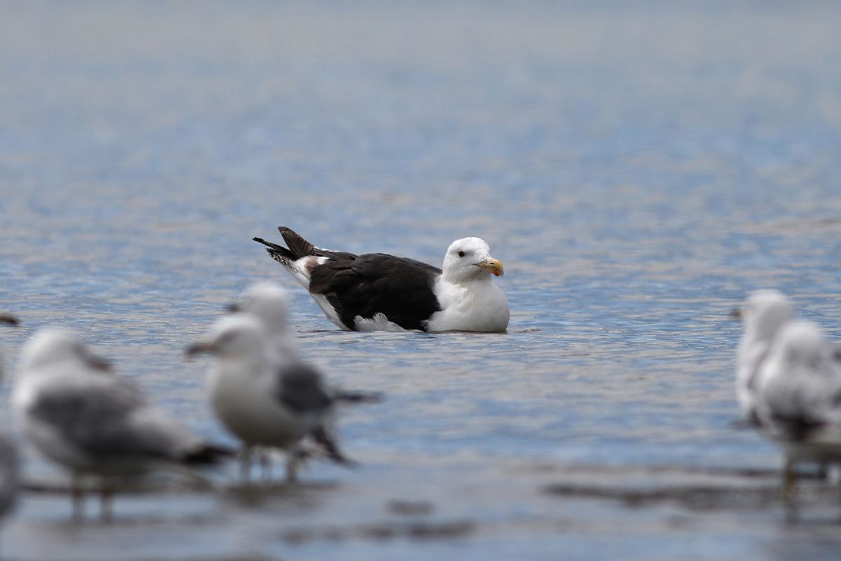 goeland-marin-great-black-backed-gull