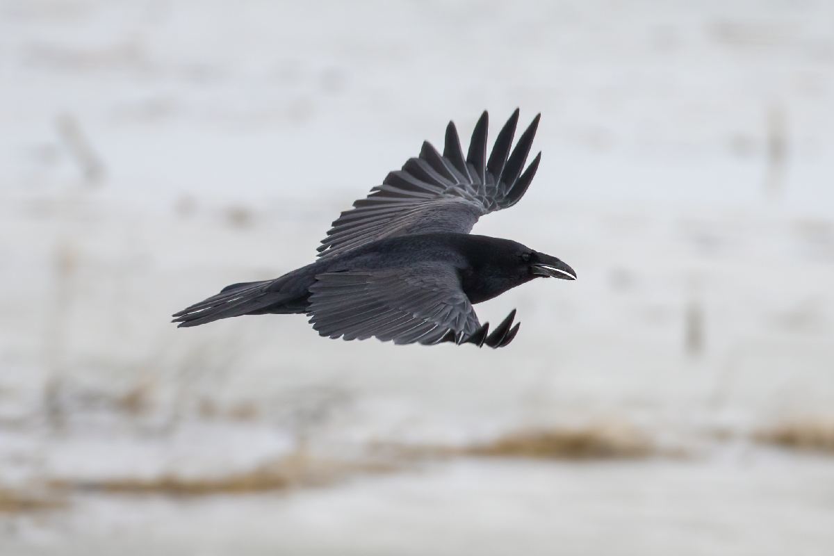 grand-corbeau-common-raven