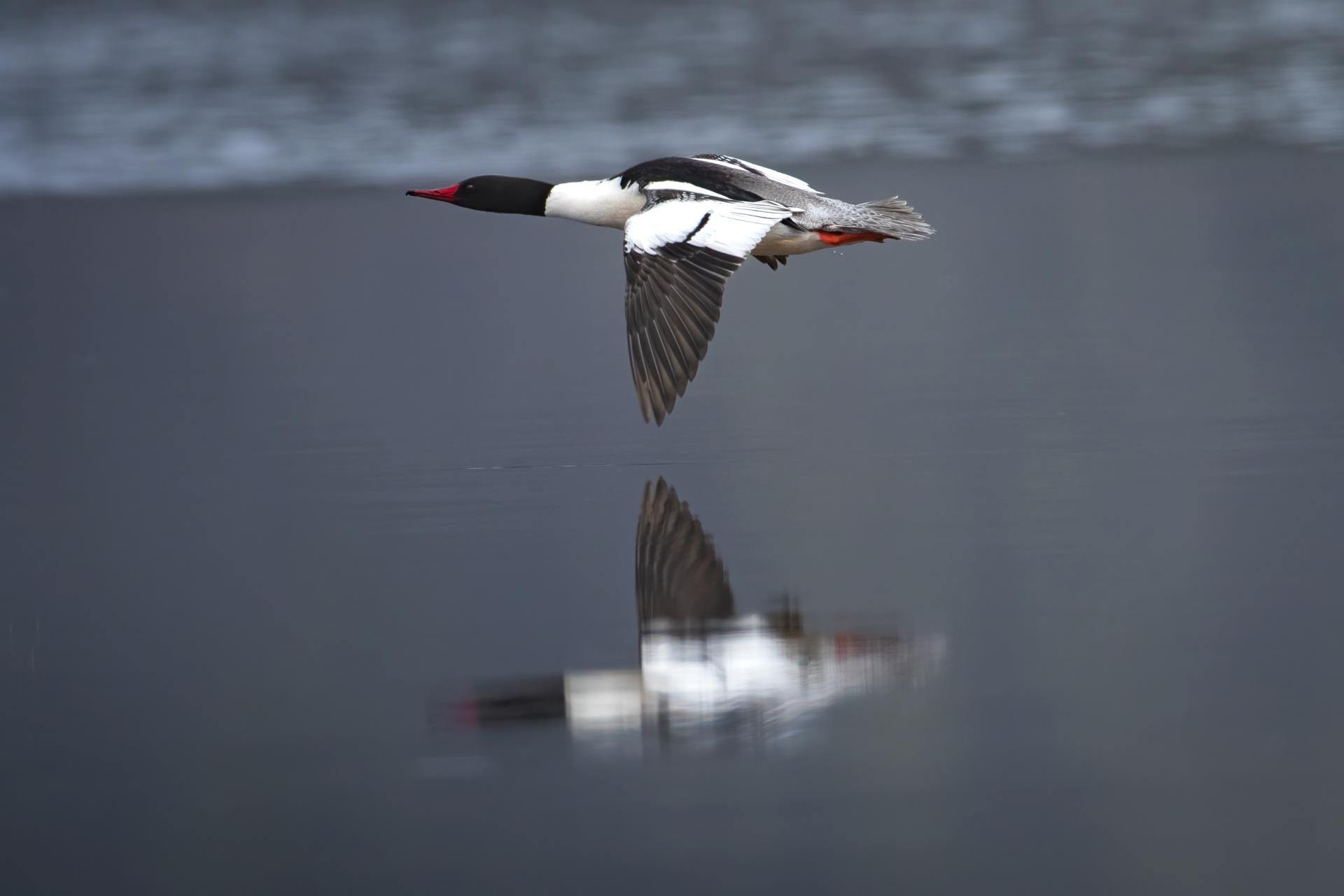 grand-harle-common-merganser