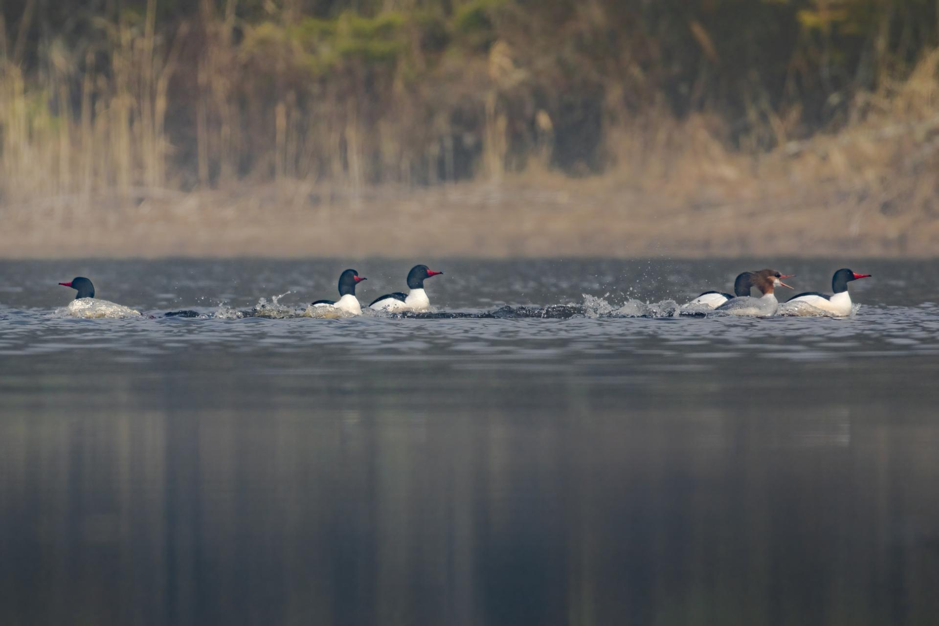 grand-harle-common-merganser