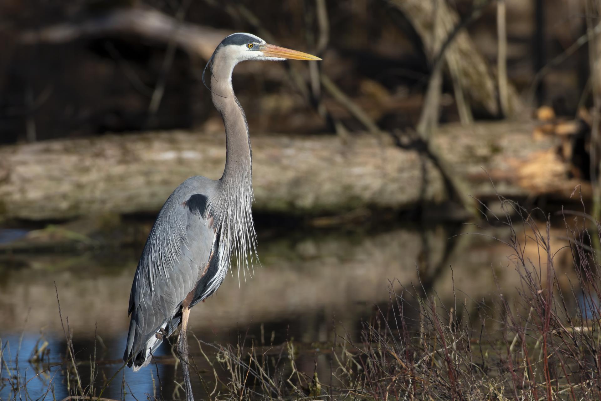 grand-heron-great-blue-heron