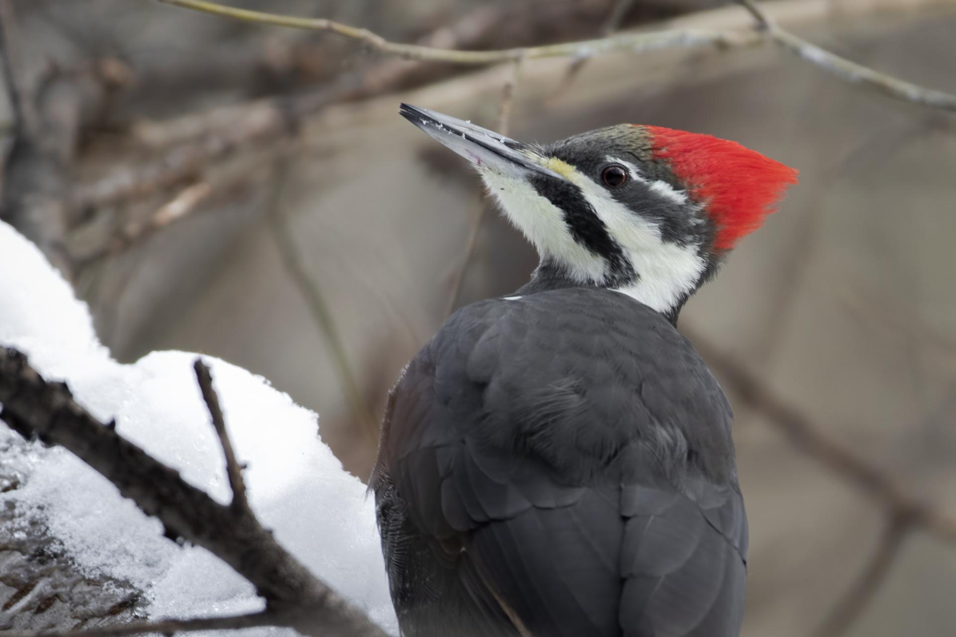 grand-pic-pileated-woodpecker