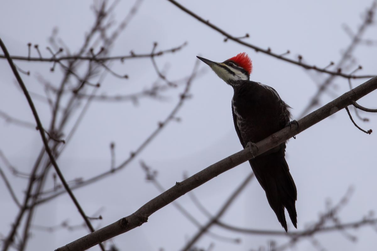 grand-pic-pileated-woodpecker