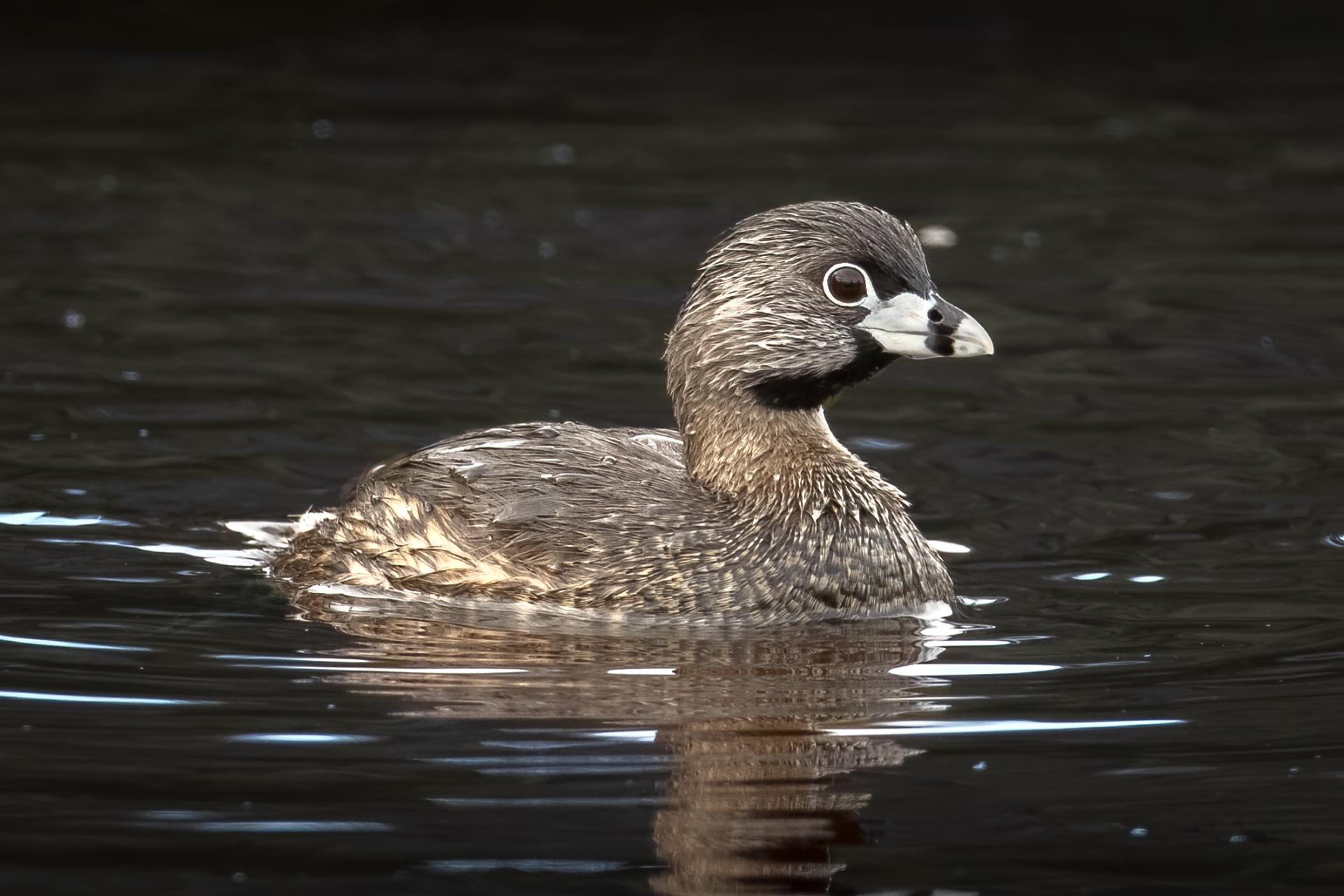 grebe-a-bec-bigarre-pied-billed-grebe