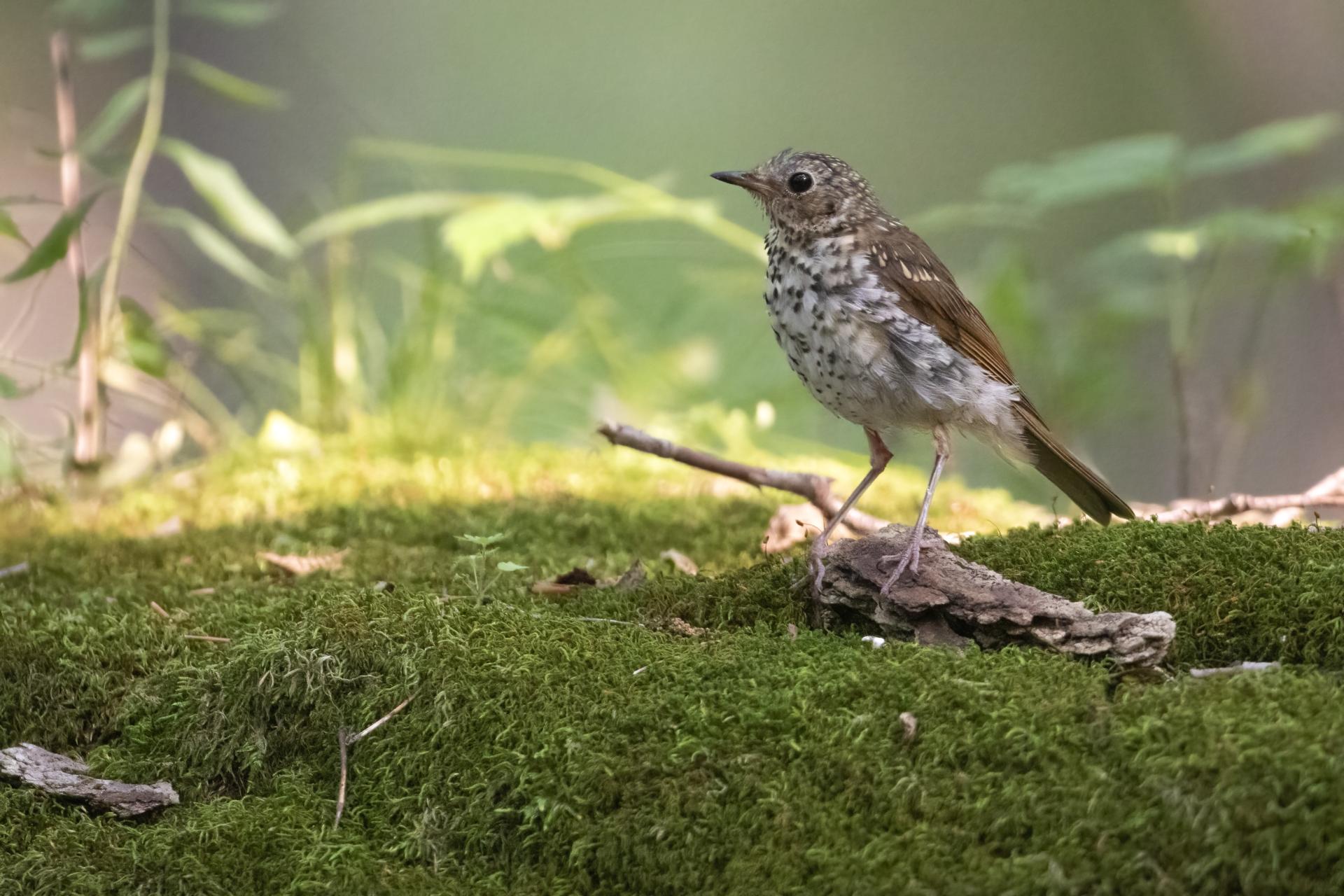 grive-des-bois-wood-thrush