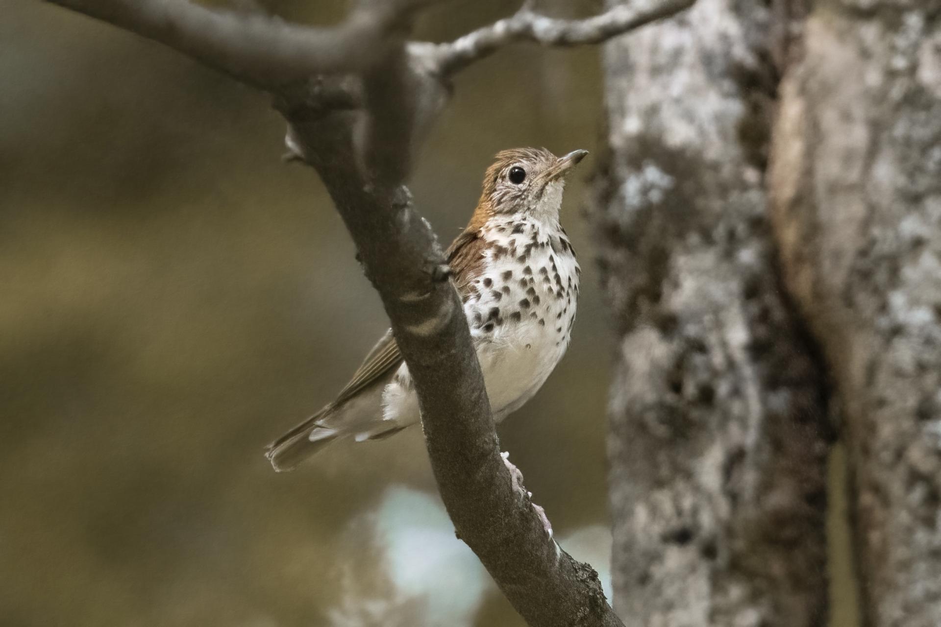 grive-des-bois-wood-thrush