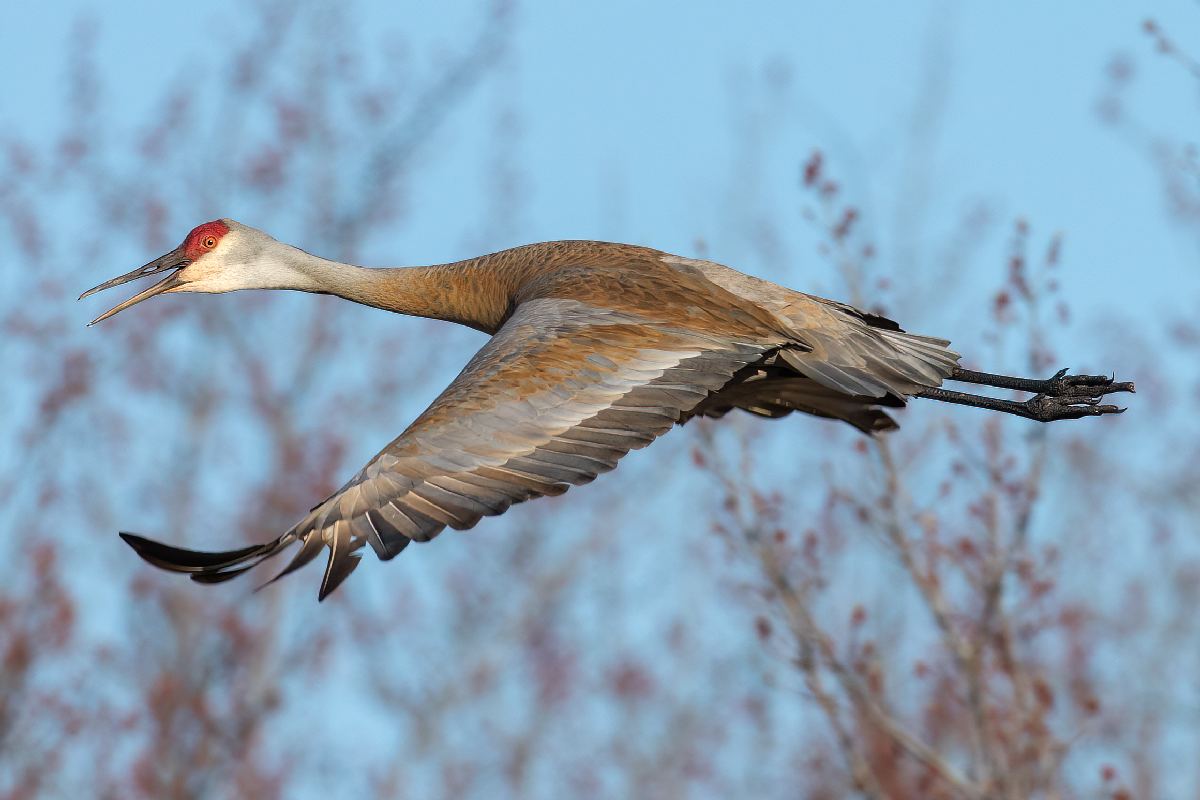 grue-du-canada-sandhill-crane