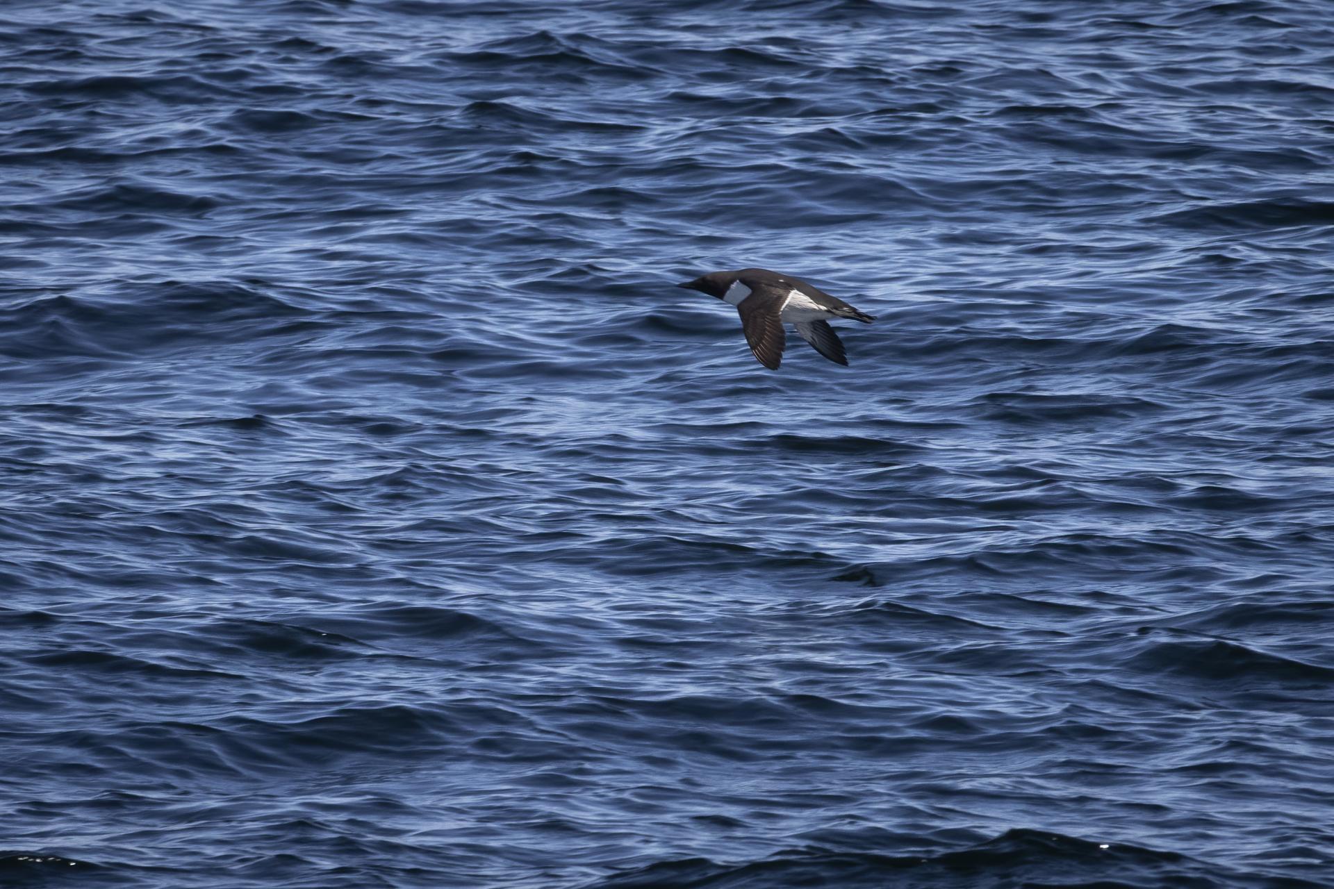 guillemot-marmette-common-murre