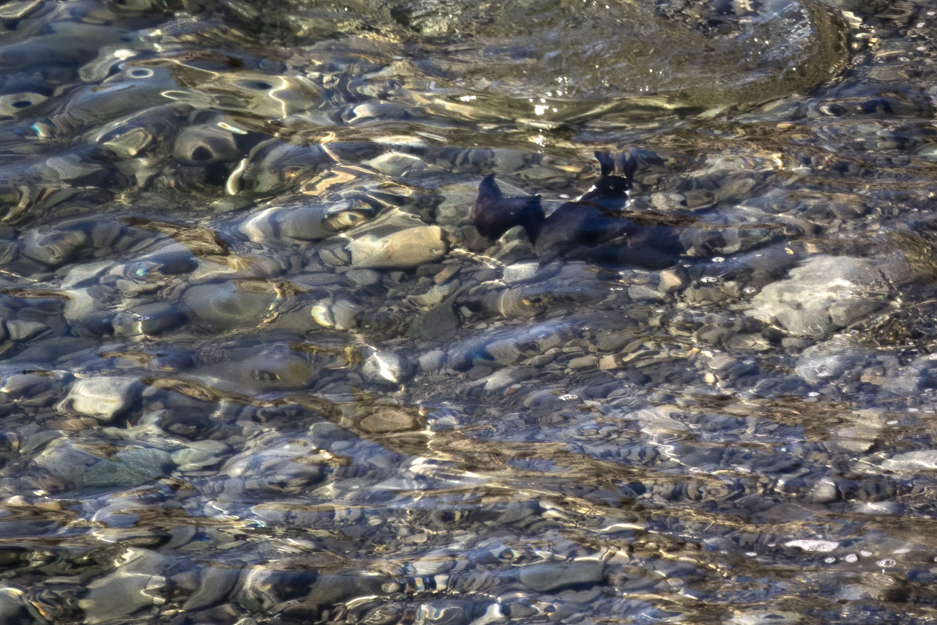 guillemot-marmette-common-murre