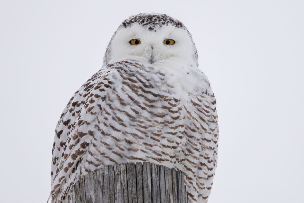 harfang-des-neiges-snowy-owl