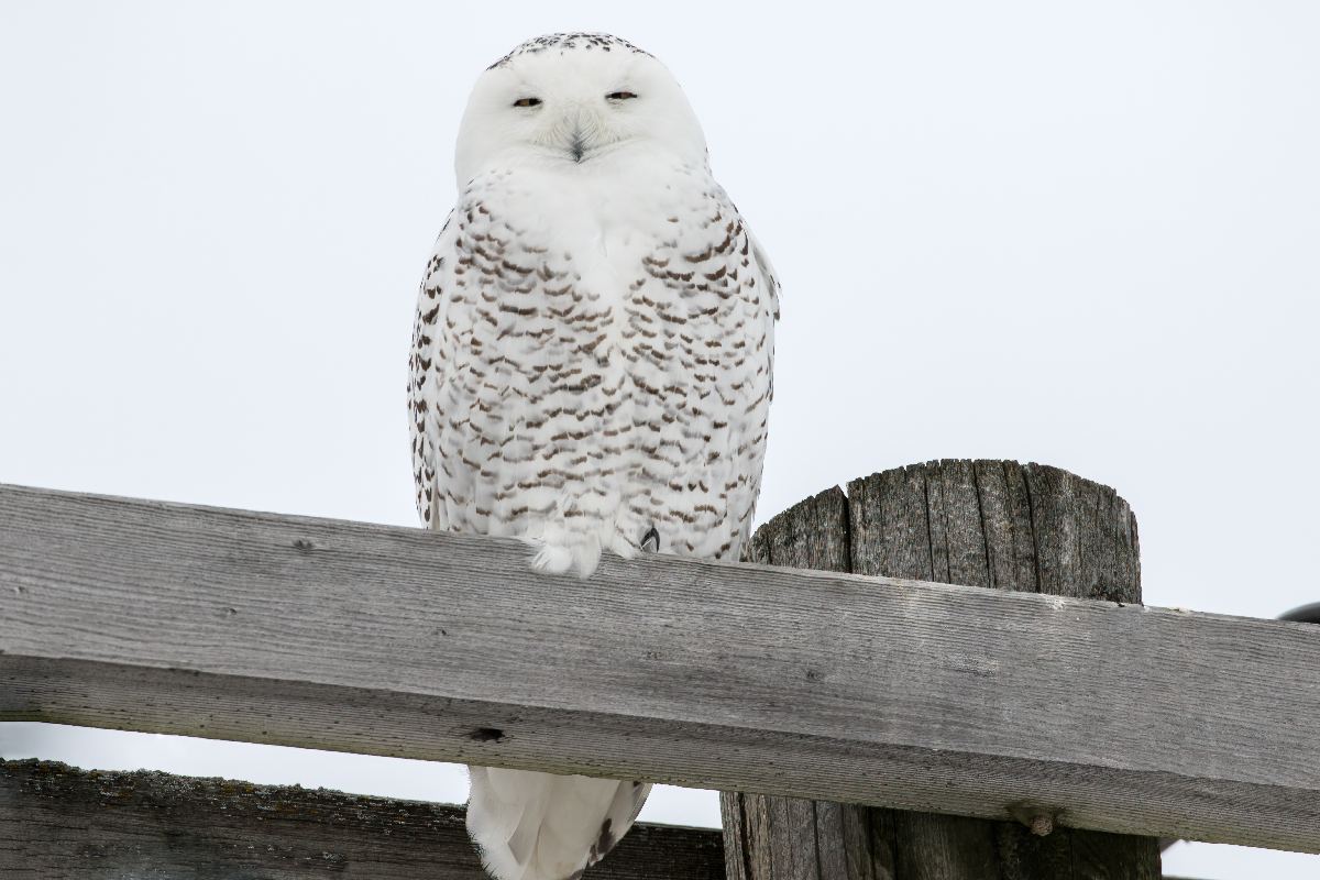 harfang-des-neiges-snowy-owl