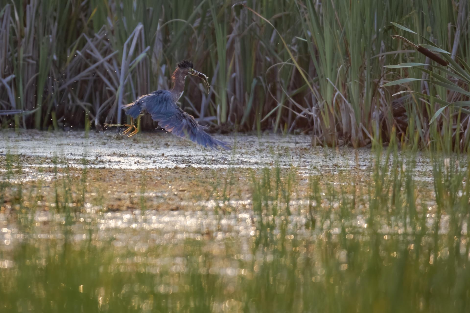 heron-vert-green-heron