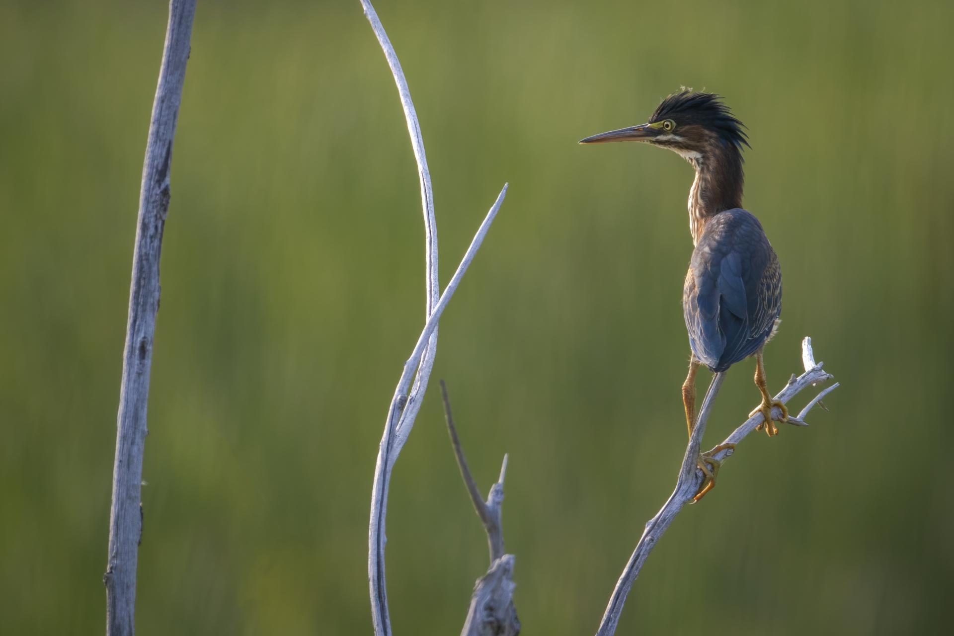 heron-vert-green-heron
