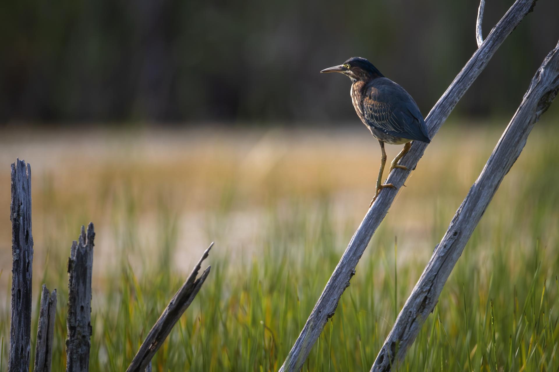 heron-vert-green-heron