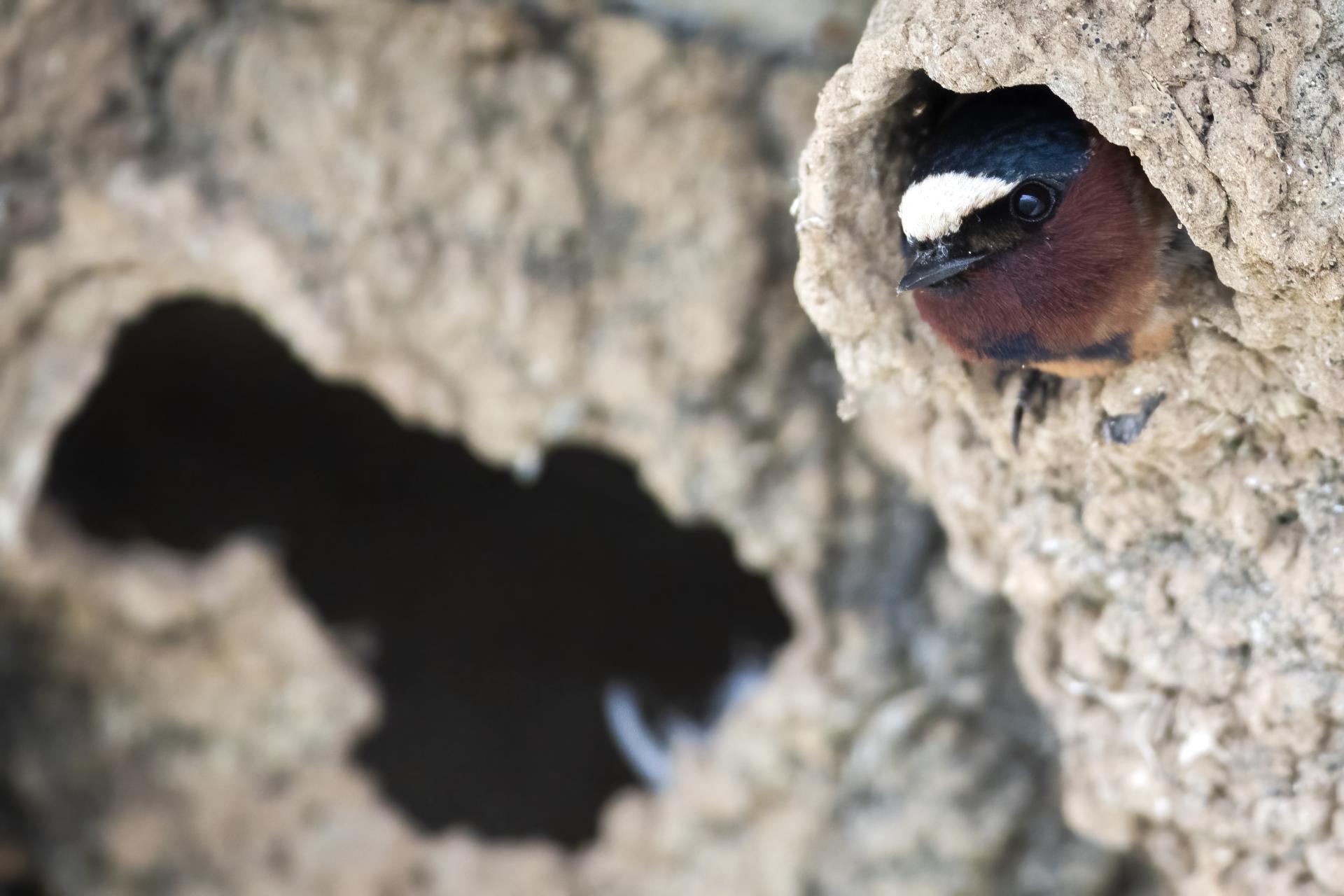 hirondelle-a-front-blanc-cliff-swallow