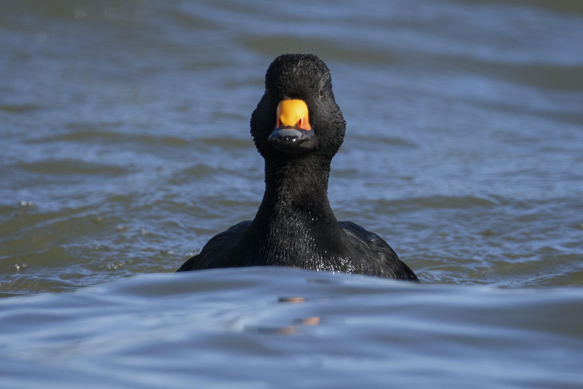 macreuse-a-bec-jaune-black-scoter